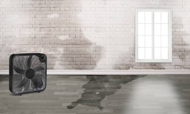 Best Water damage restoration near me  in Milford, IN